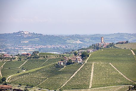 Langa of Barbaresco Landscape
